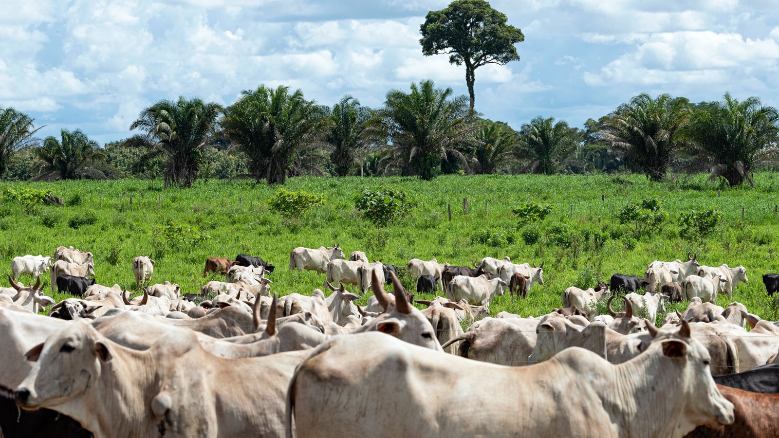 EU ban on Brazilian beef 'very significant decision'