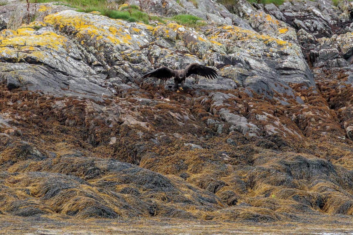 Eagles fledge after protective effort during breeding season
