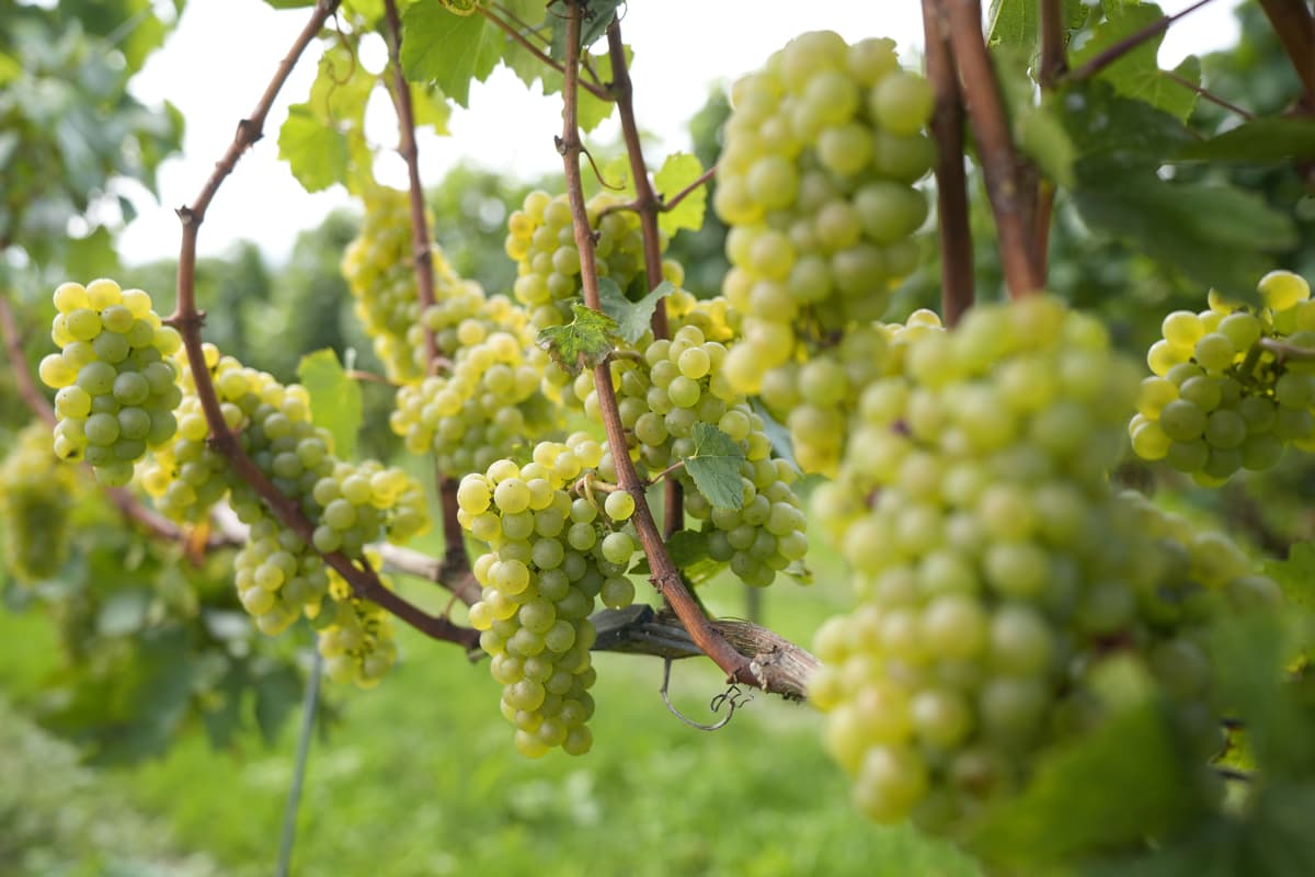 Earliest ever harvest for English wine maker after record hot weather