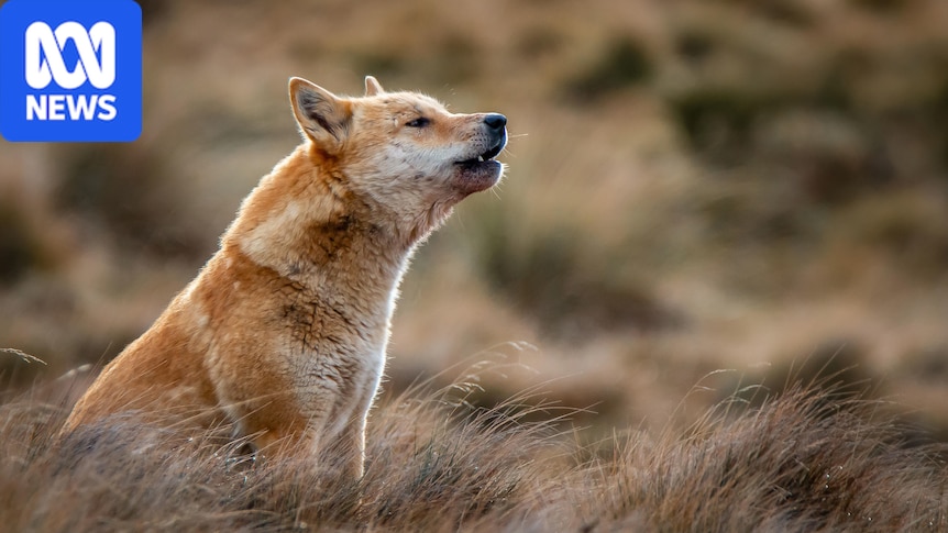 Emotive debate on dingo, wild dog management in the spotlight amid inquiry