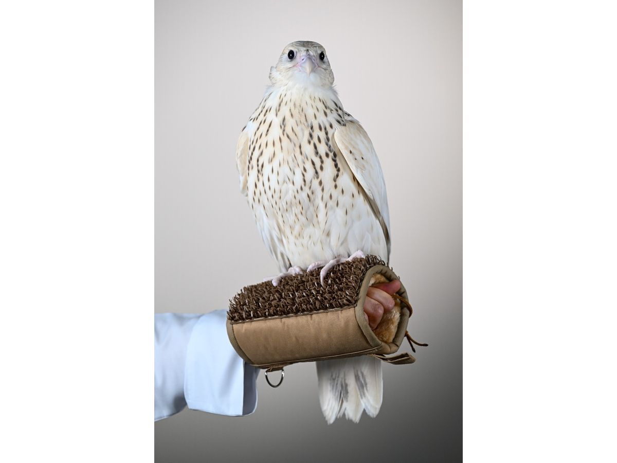 Falcon Is Sold for AED 2.1 Million (USD 571,000) in Abu Dhabi, Setting the World’s Highest Price Ever at Falcon Auction