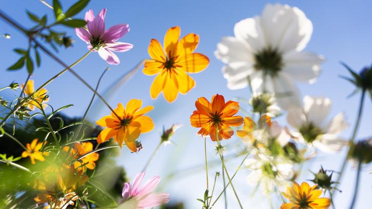 Father’s Day weather: Spring delivers warmer temperatures across Australia as hay fever warning issued