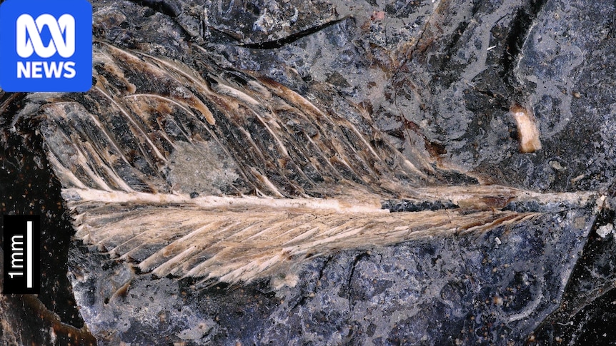 Feather discovered in fossilised dinosaur poo is first of its kind