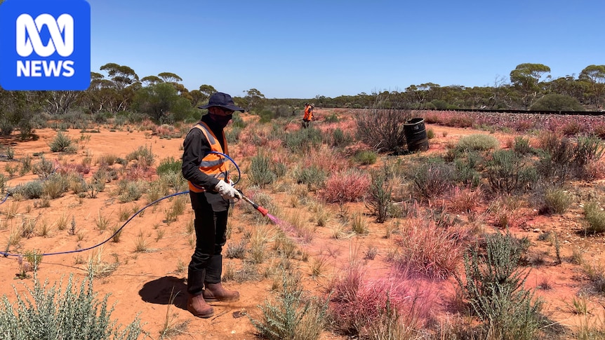Fierce division over highly flammable grass pastoralists rely on