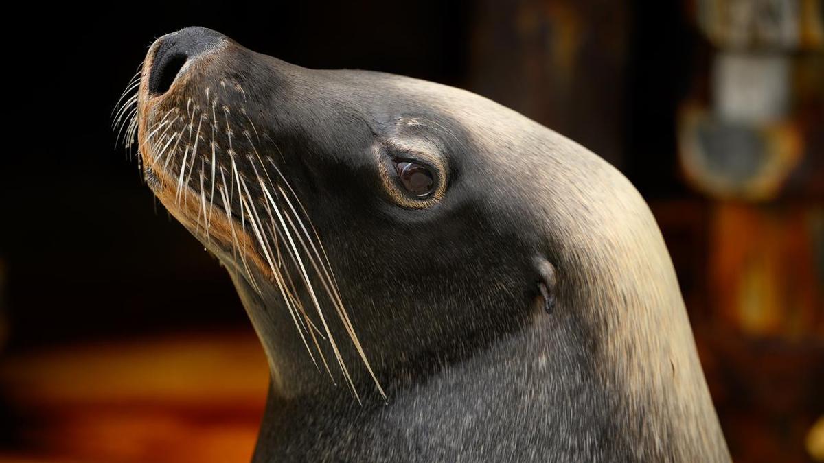 First case of bird flu in endangered sea lion