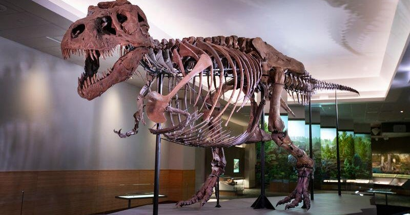 First-ever adult T. rex trackway found in North Dakota