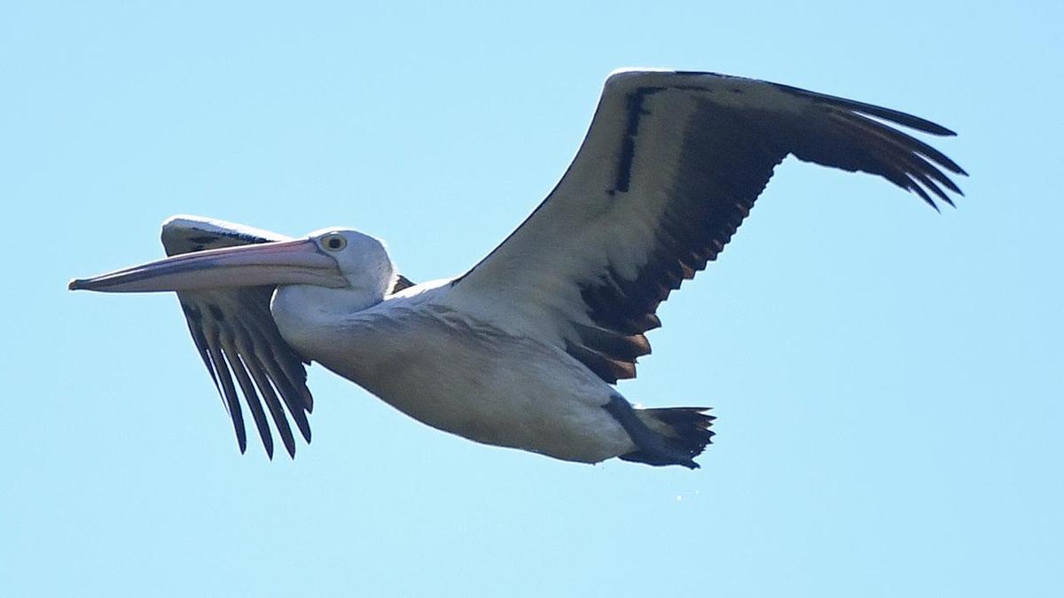 First pelican falls to bird flu, another sea lion dies
