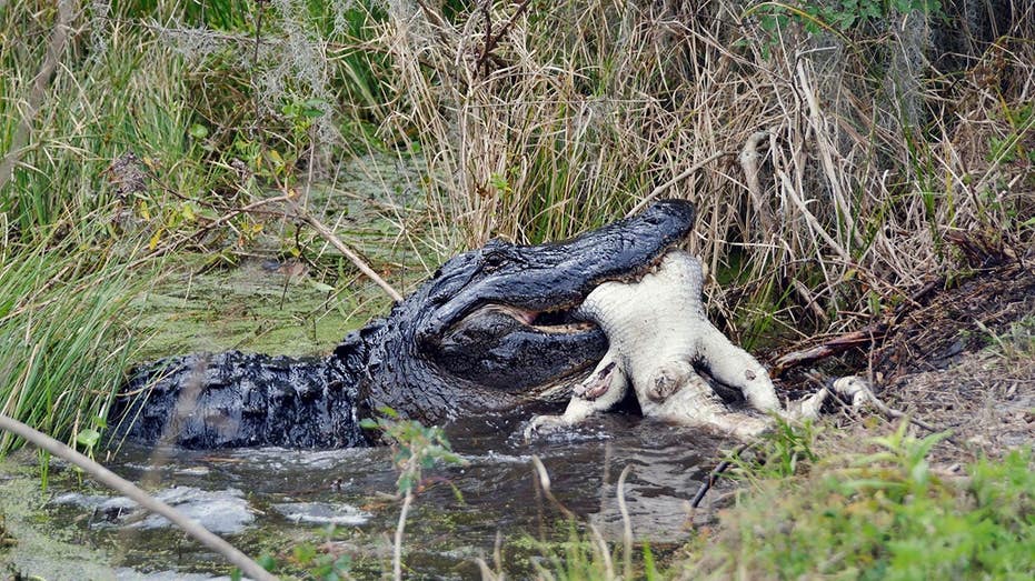 Fisherman captures a crazy video of an alligator chasing a bear across a Florida river