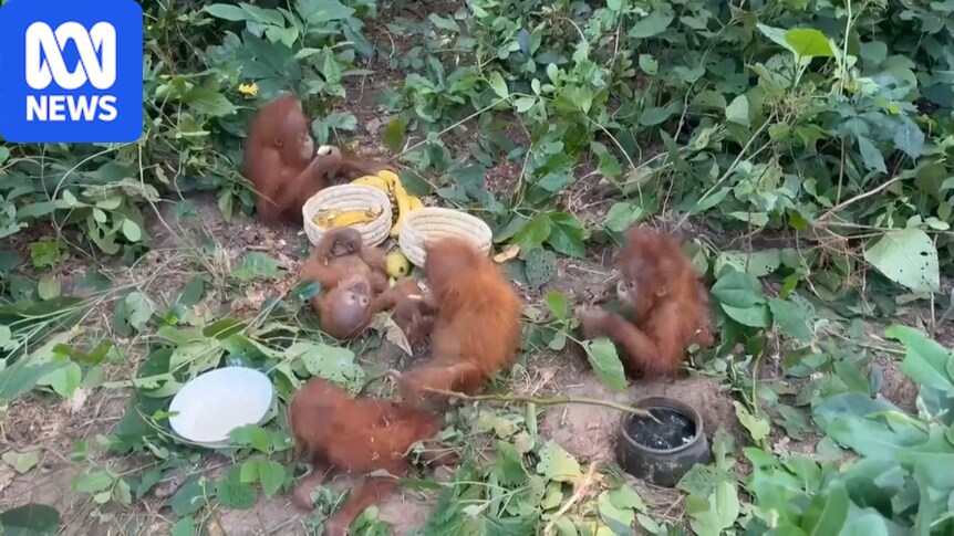 Five baby orangutans discovered in eastern Indian state of Odisha
