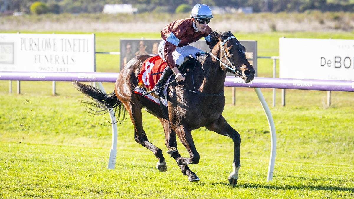 Flip The Pattys sold to race in Hong Kong in incredible return-on-investment sale by young trainer Mack Hall