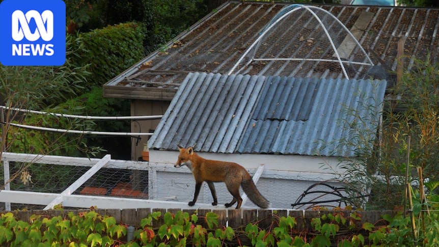 Fox control in urban areas needs 'major rethink' after bird flu spread
