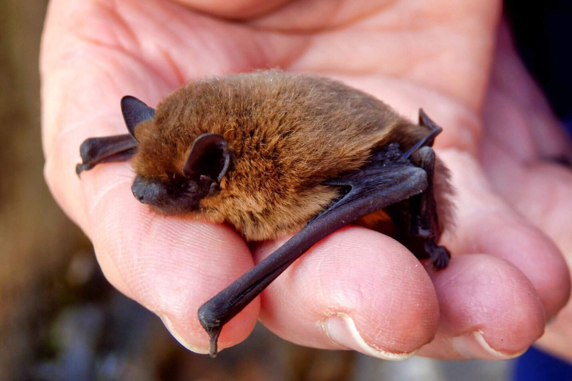 Free family Bat Walk to shine a light on biodiversity in Wexford