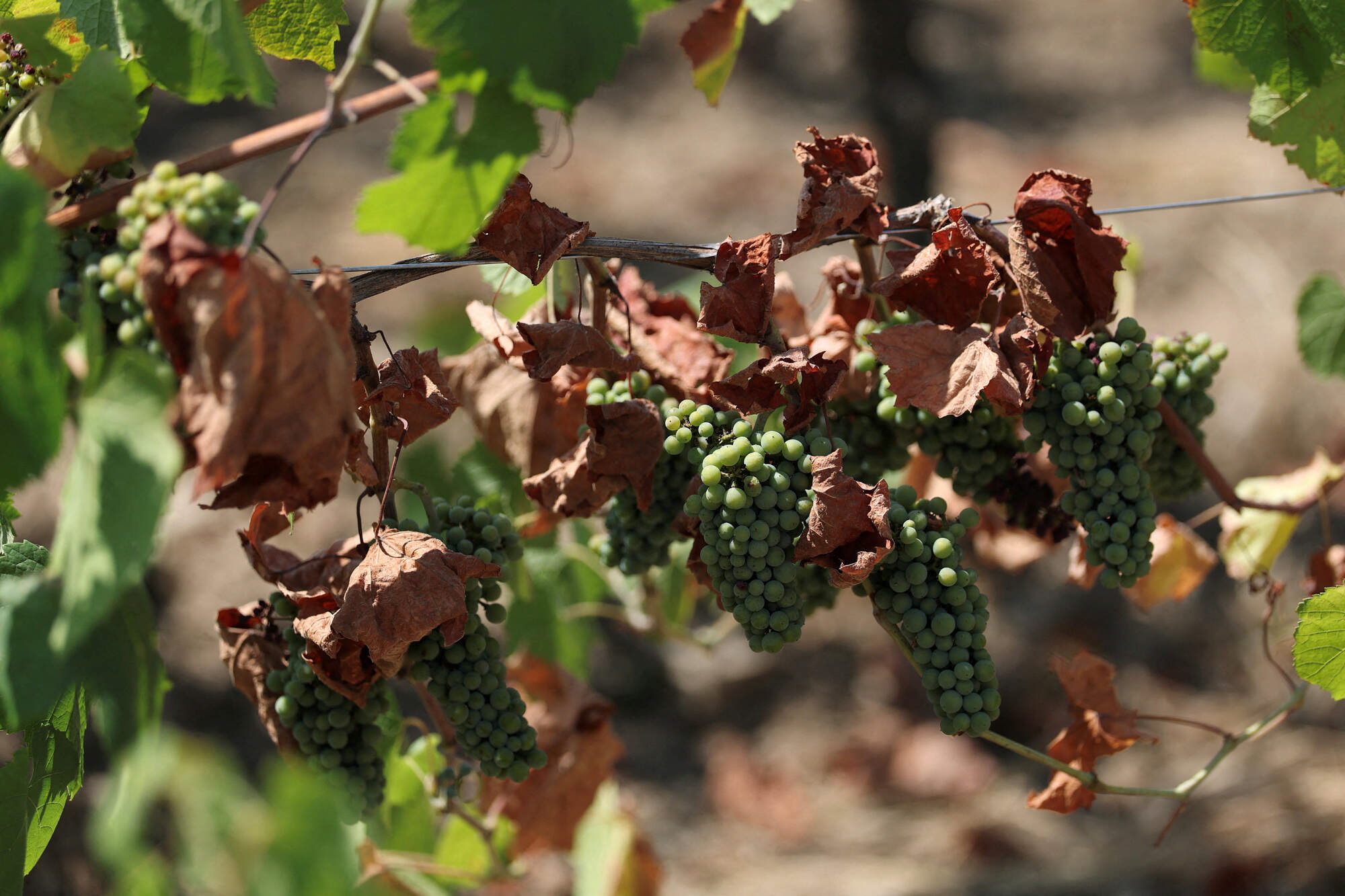 French wine output set to be the worst in past 30 years after heatwaves