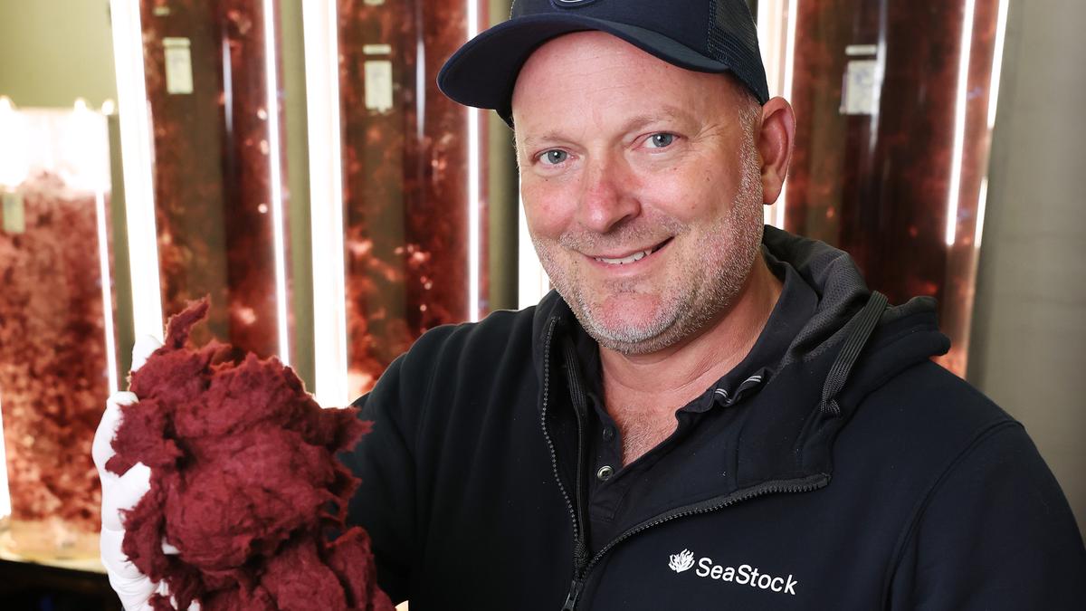 Freo seaweed player SeaStock lands $69bn Japan partner after finalising Colombian farm-trial deal