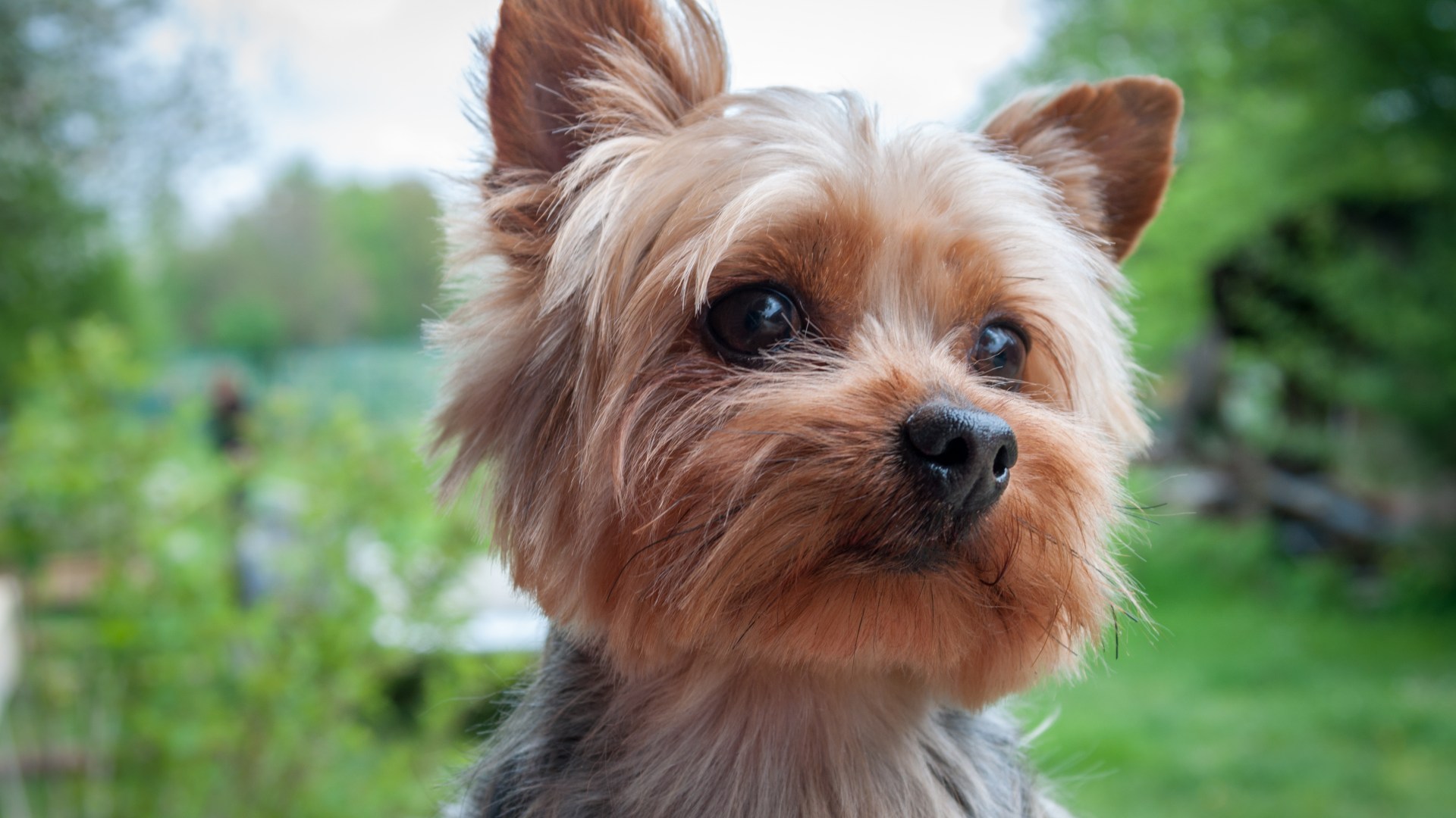 From a dog biting to an escape artist tortoise – your pet queries answered