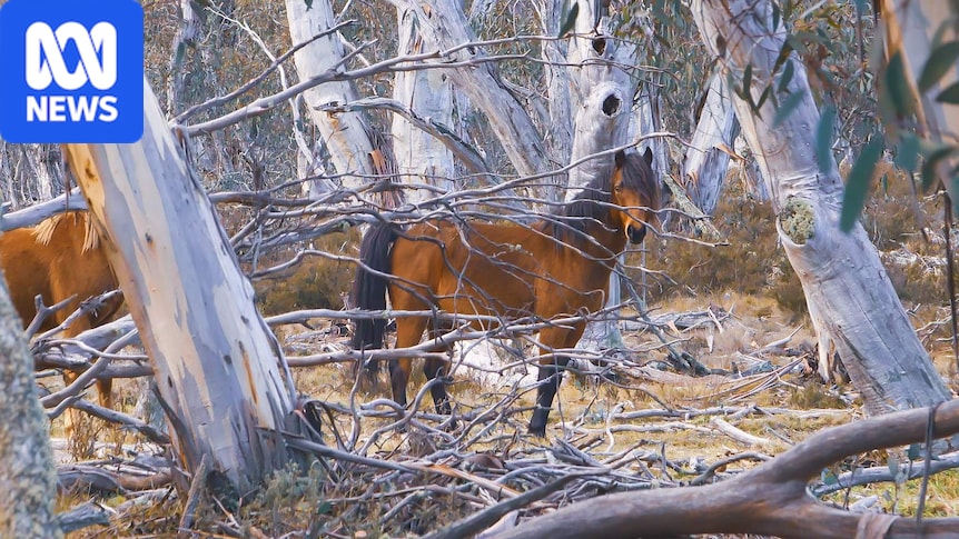Future of culling brumbies in NSW national park could hinge on one word