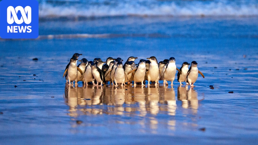 Global penguin researchers' climate warning at meeting in shadow of bird flu