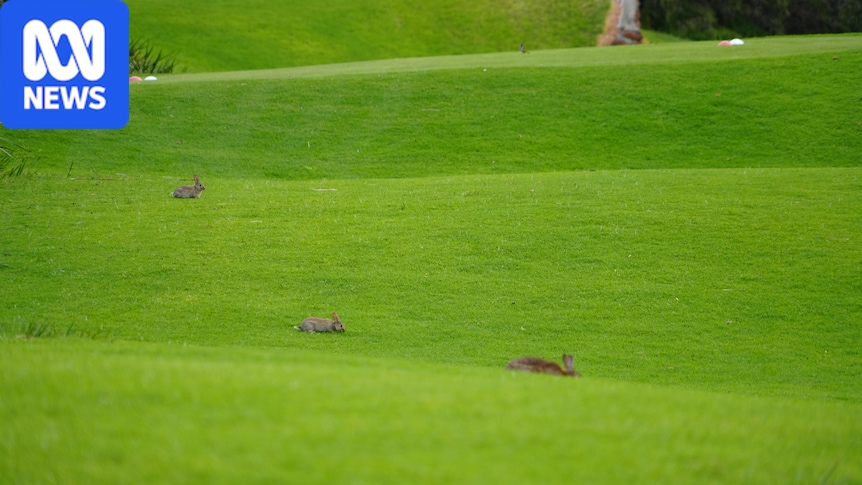 Golfers despair as rabbits damage one of Australia's best courses