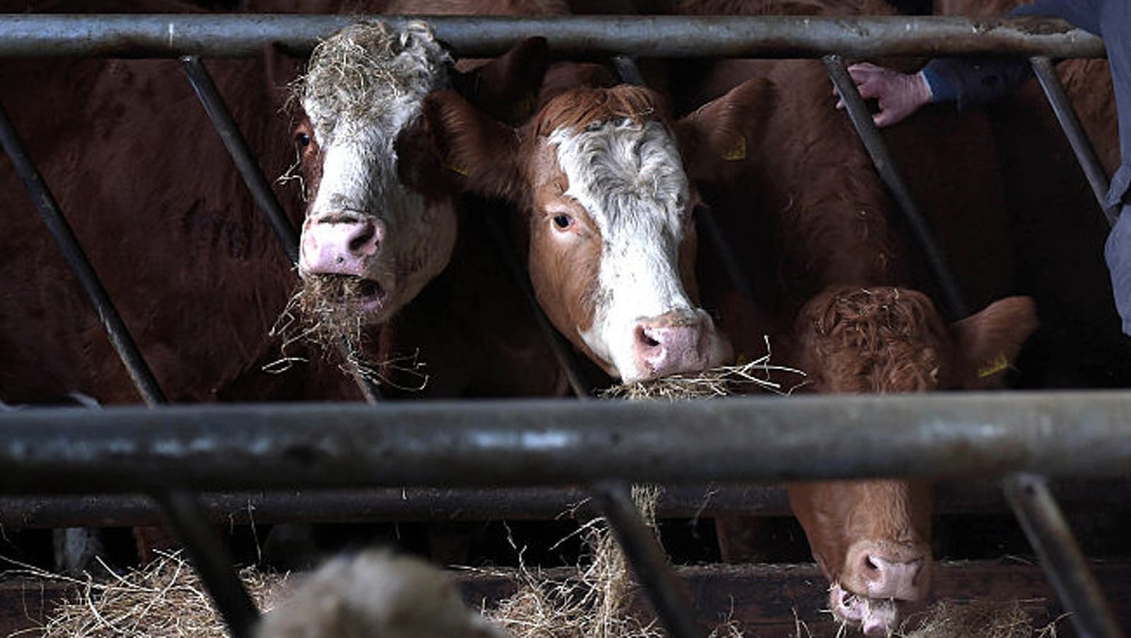 Govt may consider EU competitiveness fund for agriculture