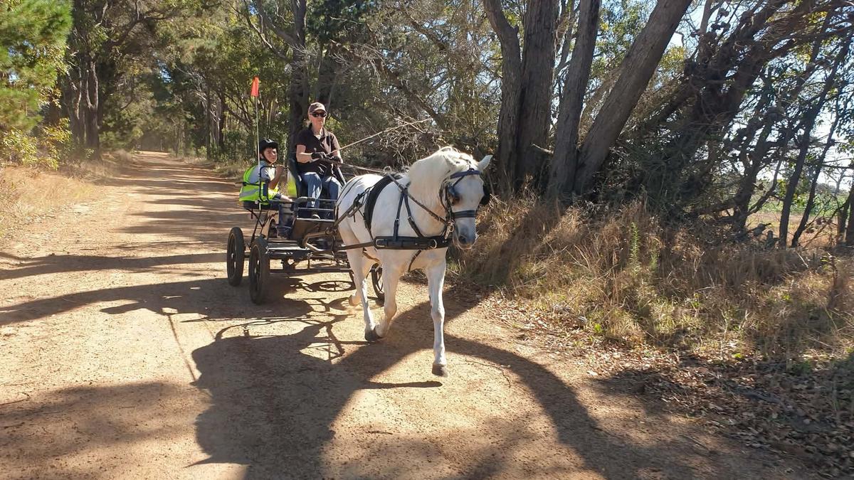 Great Southern Carriage Driving Club hosts event to promote safety and awareness when seeing horses on roads