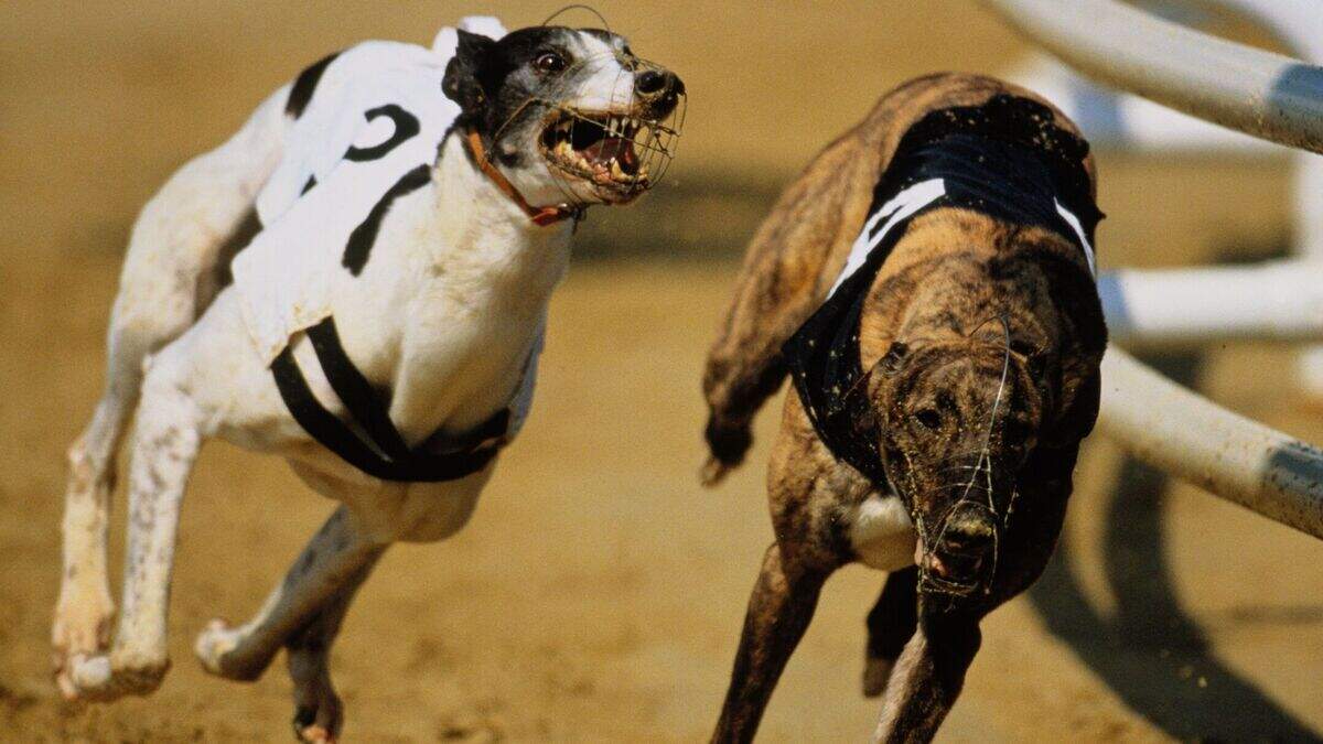 Greyhound Racing Ireland identifies suspected €60,000 fraud at three greyhound stadiums