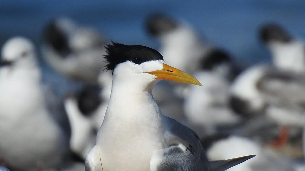H5N1 bird flu reaches Sydney as two cases detected on Northern Beaches