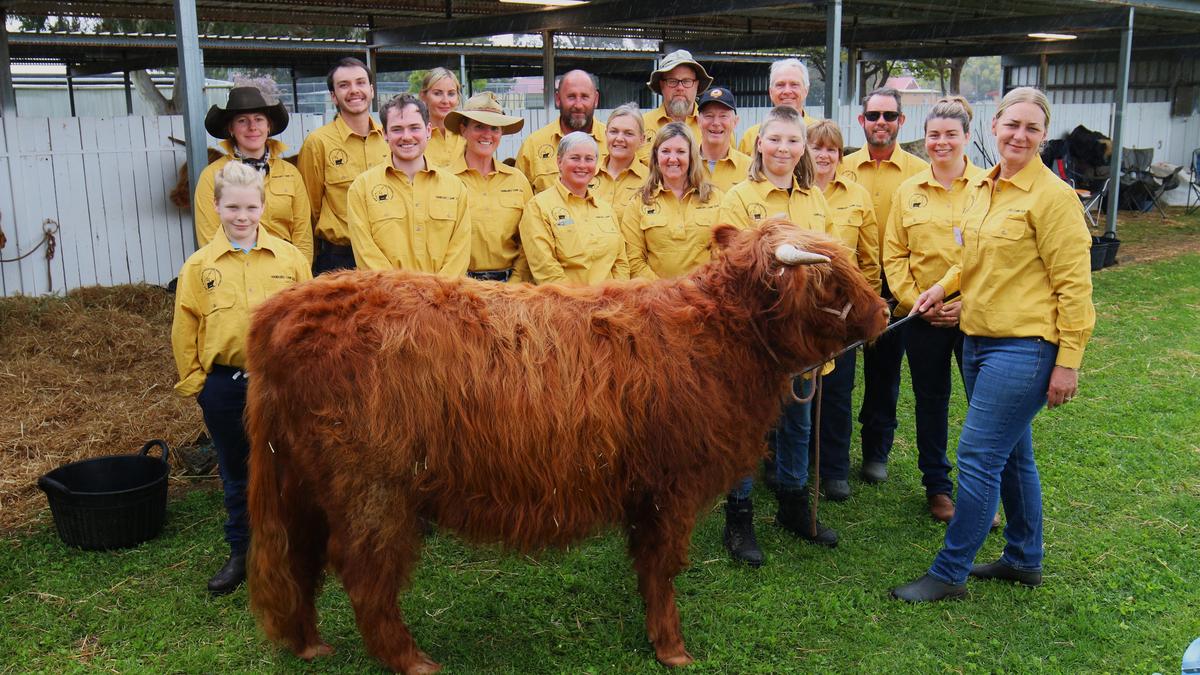 Harvey hosts Highland cattle breeders for first handlers camp