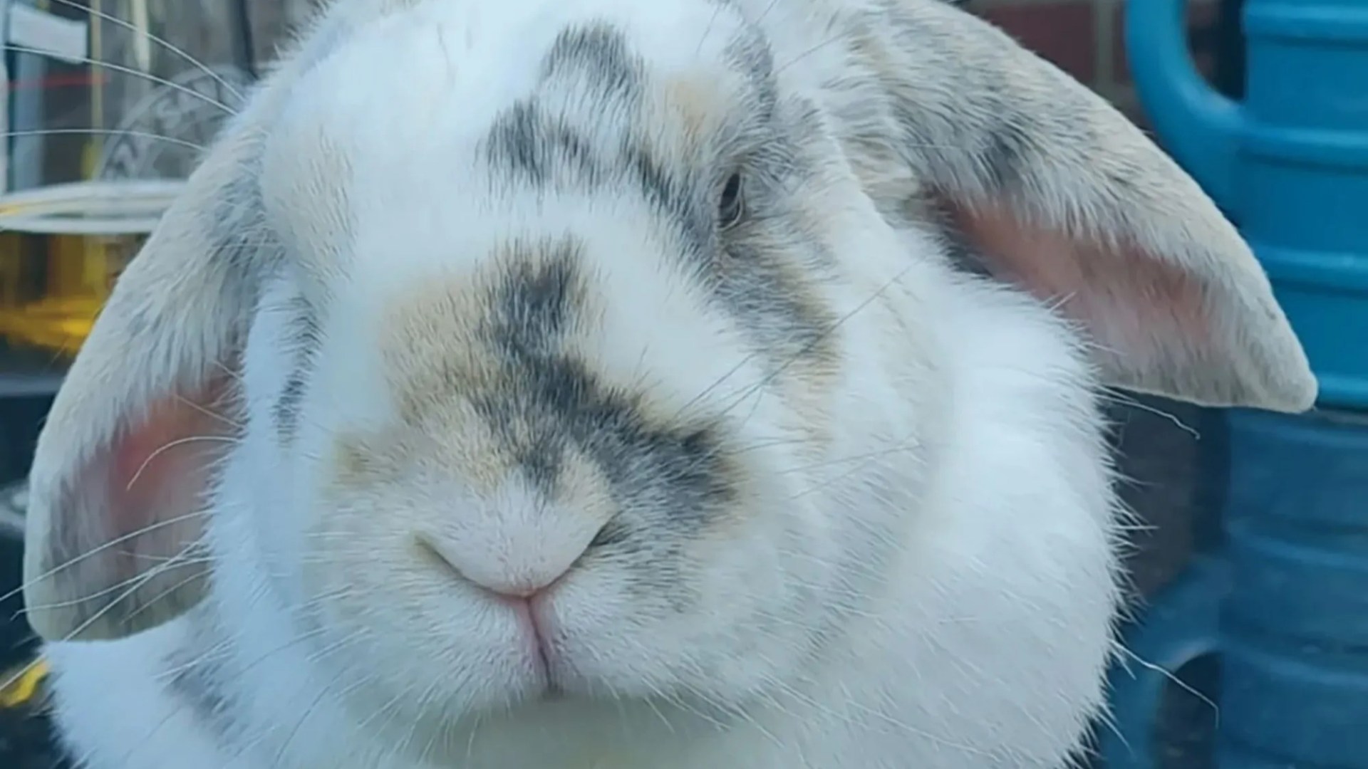 Heartbroken family’s beloved rabbit dies after ‘curious’ pet ate rat poison from split Amazon parcel