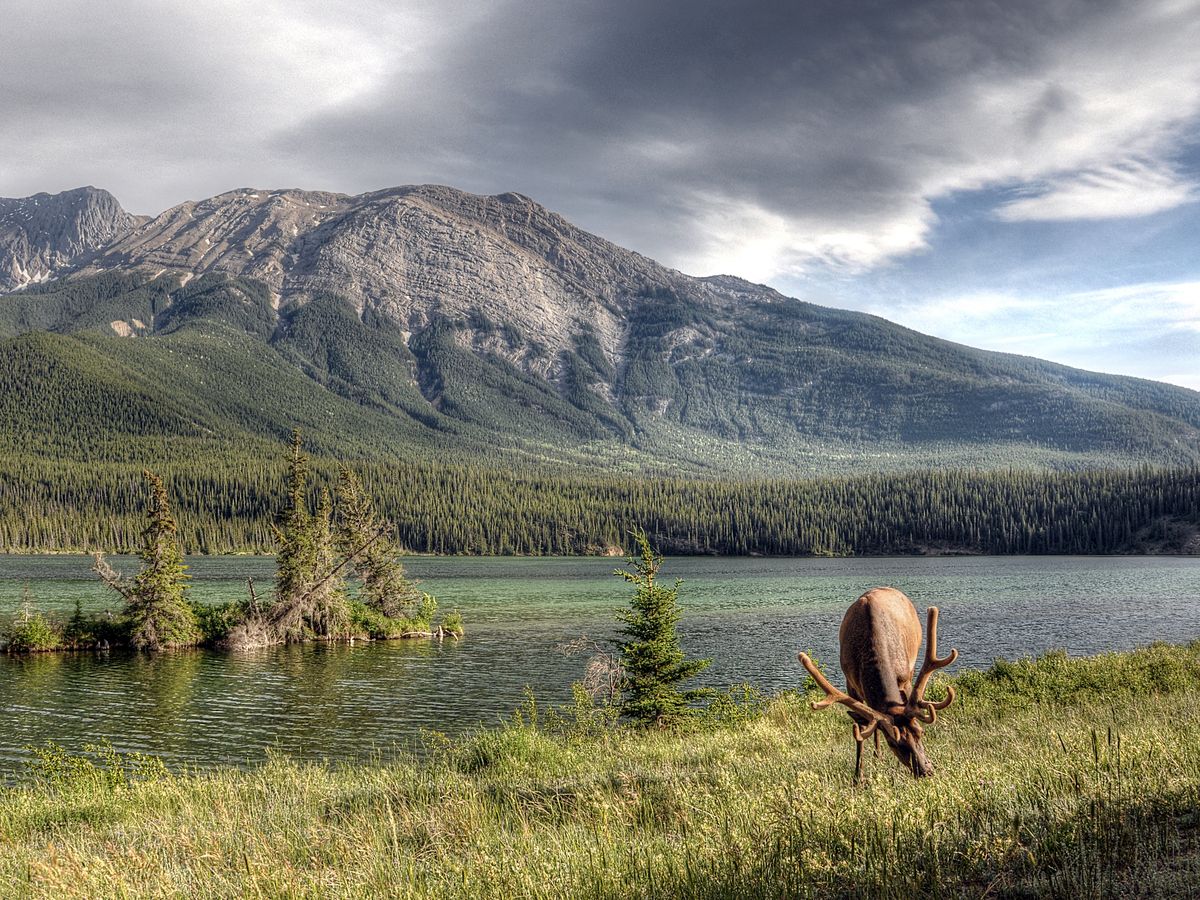 Highwire Act: Alberta looks to double oil and gas production while saving its disappearing caribou populations