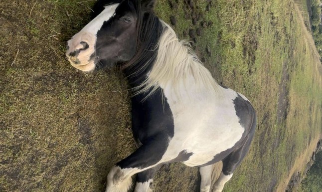 Horse left close to death after being fed harmful ‘human food’ by campers