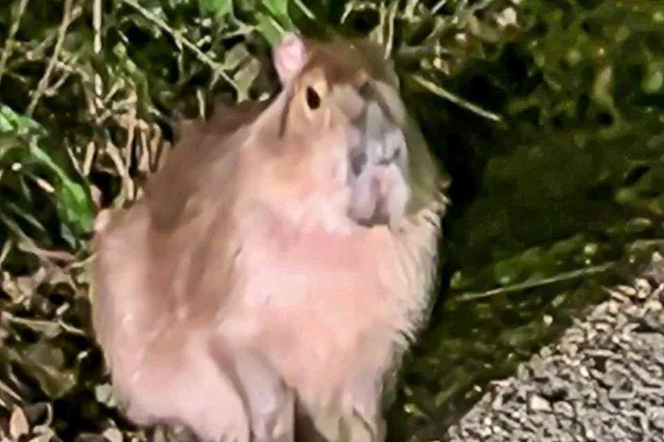 How missing capybara is STILL on the run five months after escaping from UK zoo as hope renewed with latest sighting
