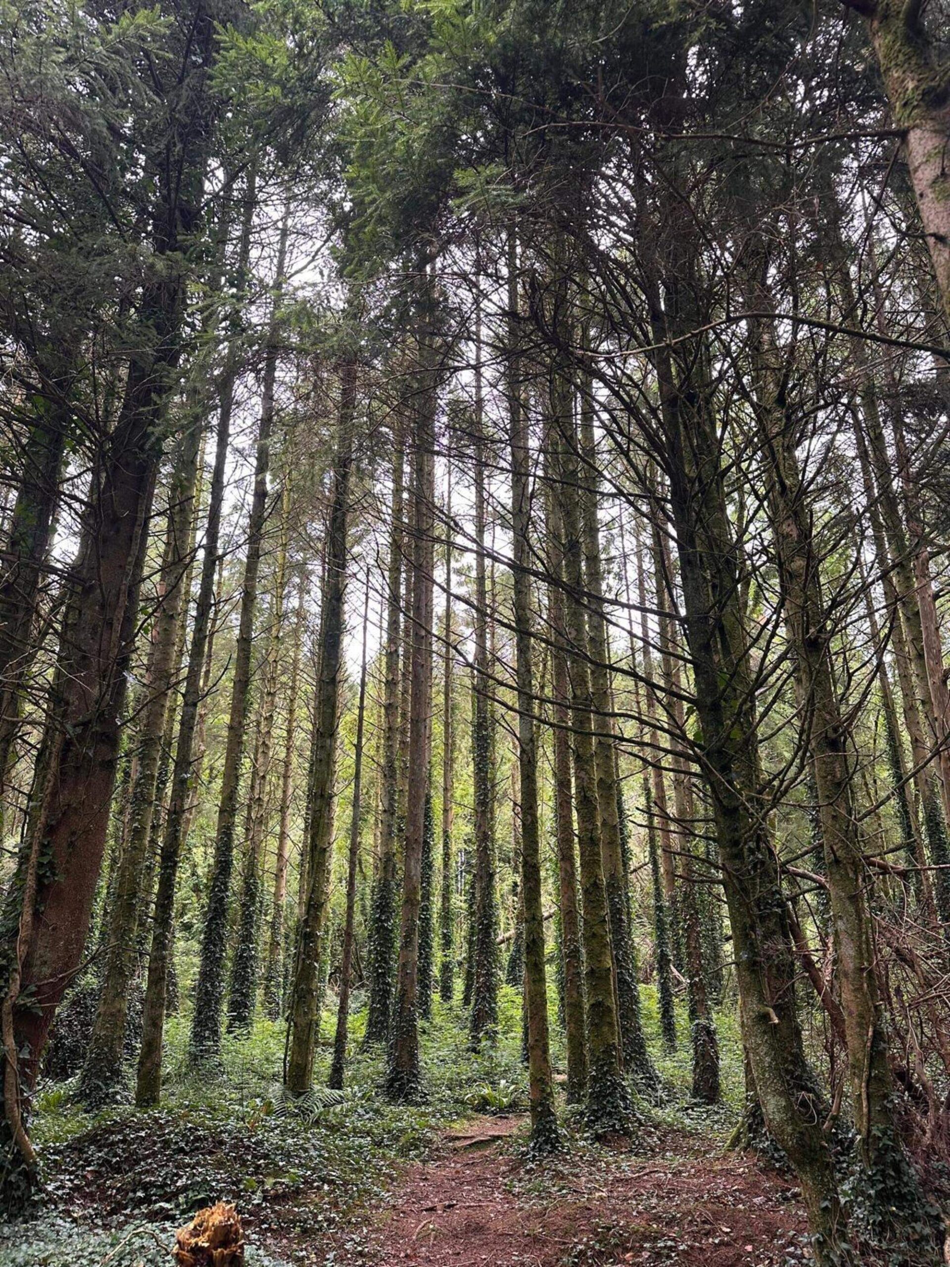 Independent experts urge Galway council to reconsider plans to fell 3.5 hectares of Merlin Woods