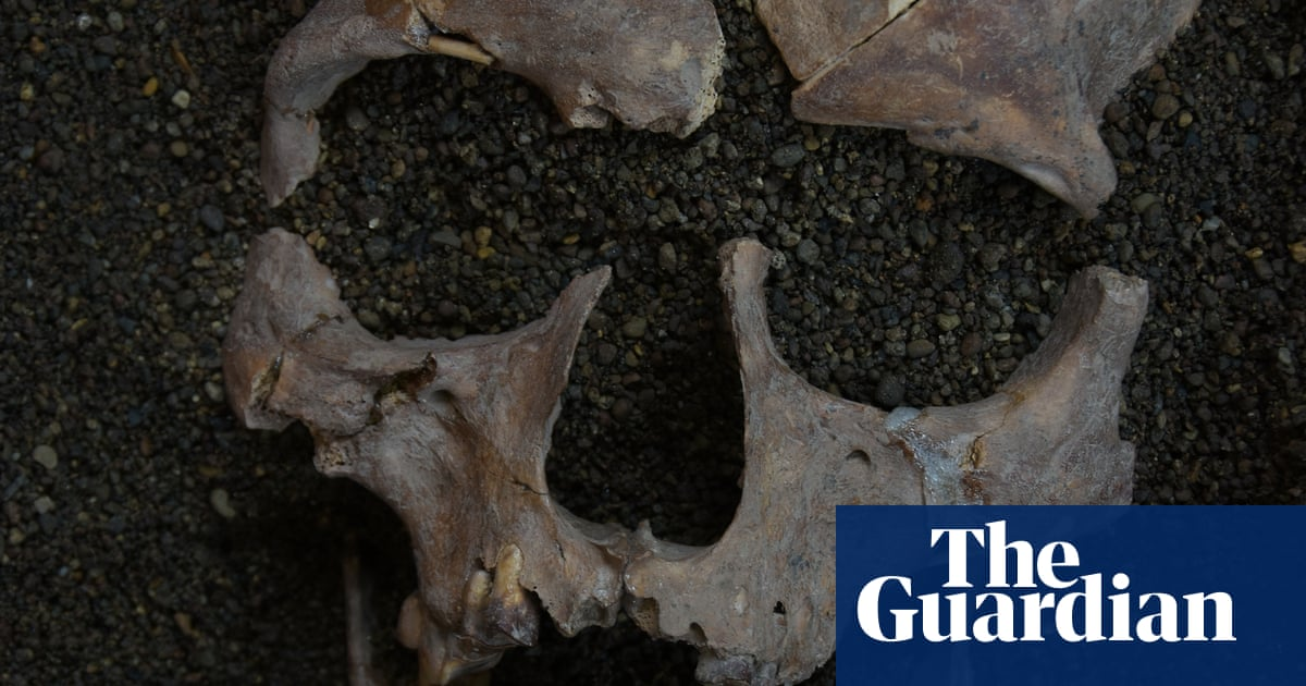 Indonesian foragers may have sucked on mind-altering nuts 25,000 years ago, research finds