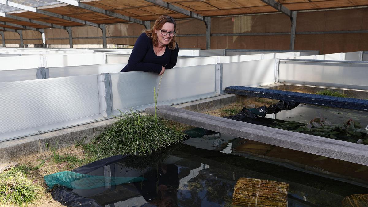 Inside Perth Zoo’s native species breeding program