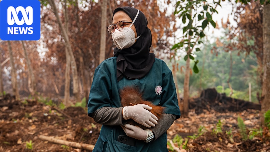 Inside the mission to save critically endangered orangutans from fire