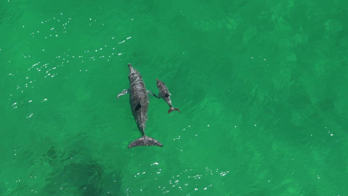 International study calls into question Bunbury Dolphin Discovery Centre’s practice of feeding dolphins