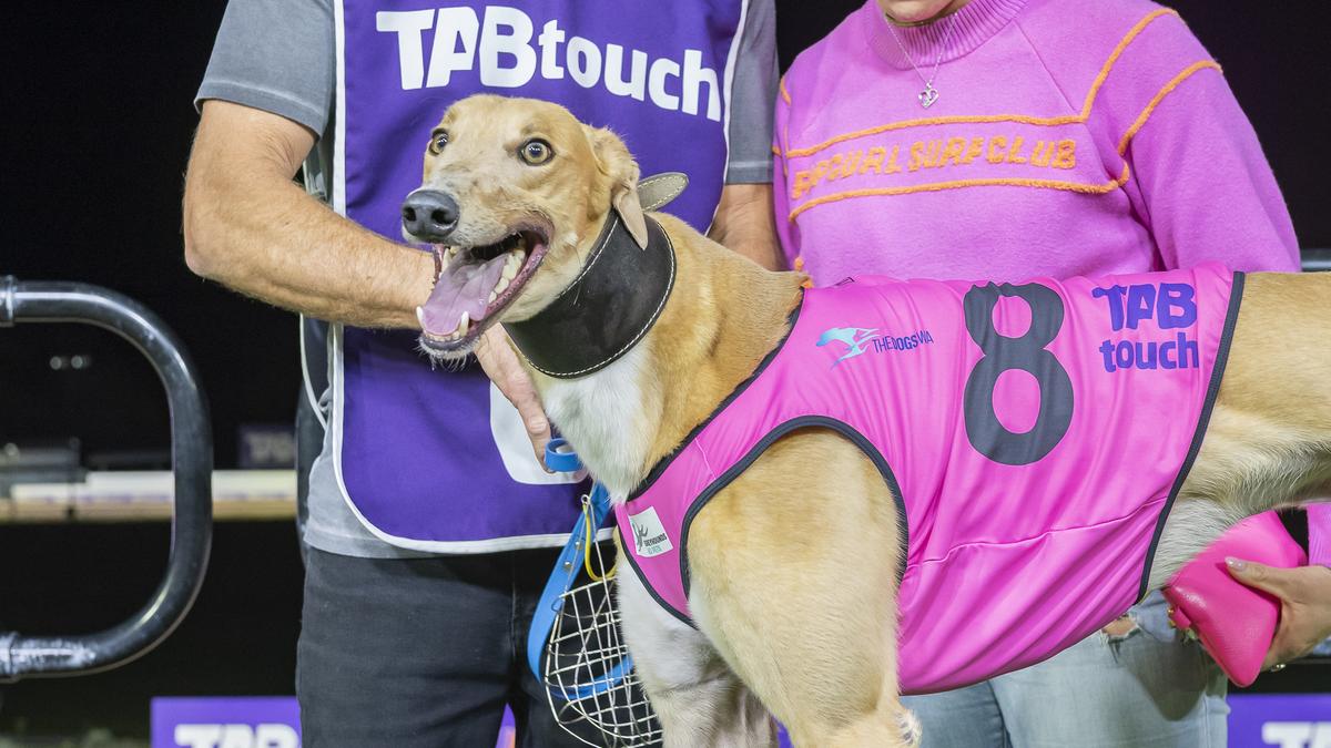 Intimidation digs deep to win Express Stake final in Mandurah