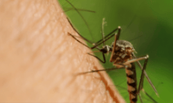 Invasive mosquitoes which can carry deadly virus found breeding in east London homes