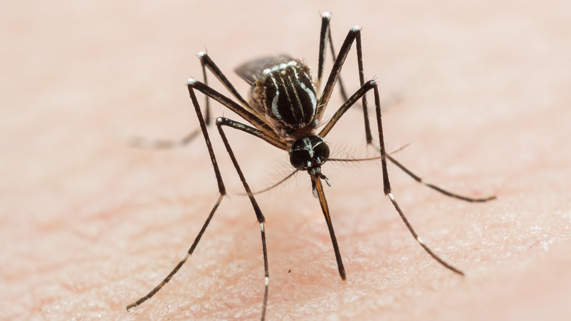 Invasive mosquitoes which can spread deadly virus are found breeding in London homes