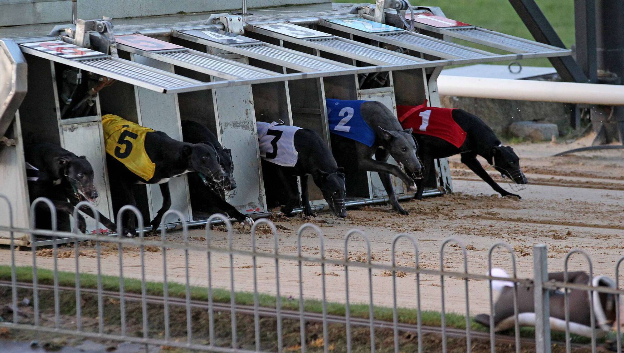 Investigation launched into three suspected fraud cases at Greyhound Racing Ireland