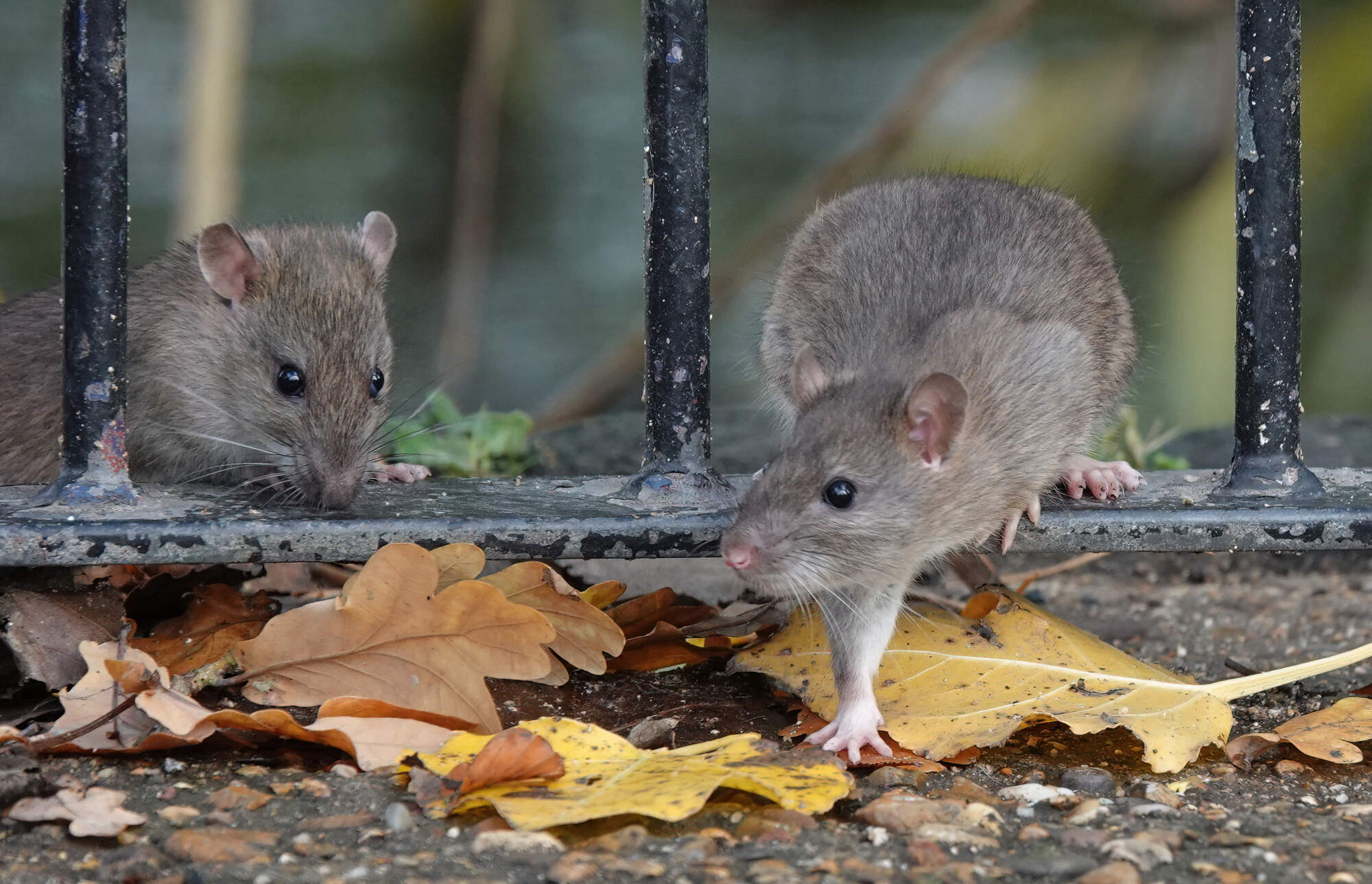 Irish homeowners warned of potential rat infestations after warmest-ever summer