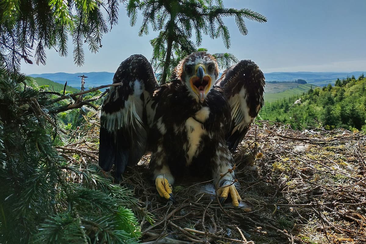 Judi Dench and Sam Heughan name fledgling eagles in conservation project