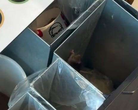 KFC branch evacuated after rat spotted jumping around in bin