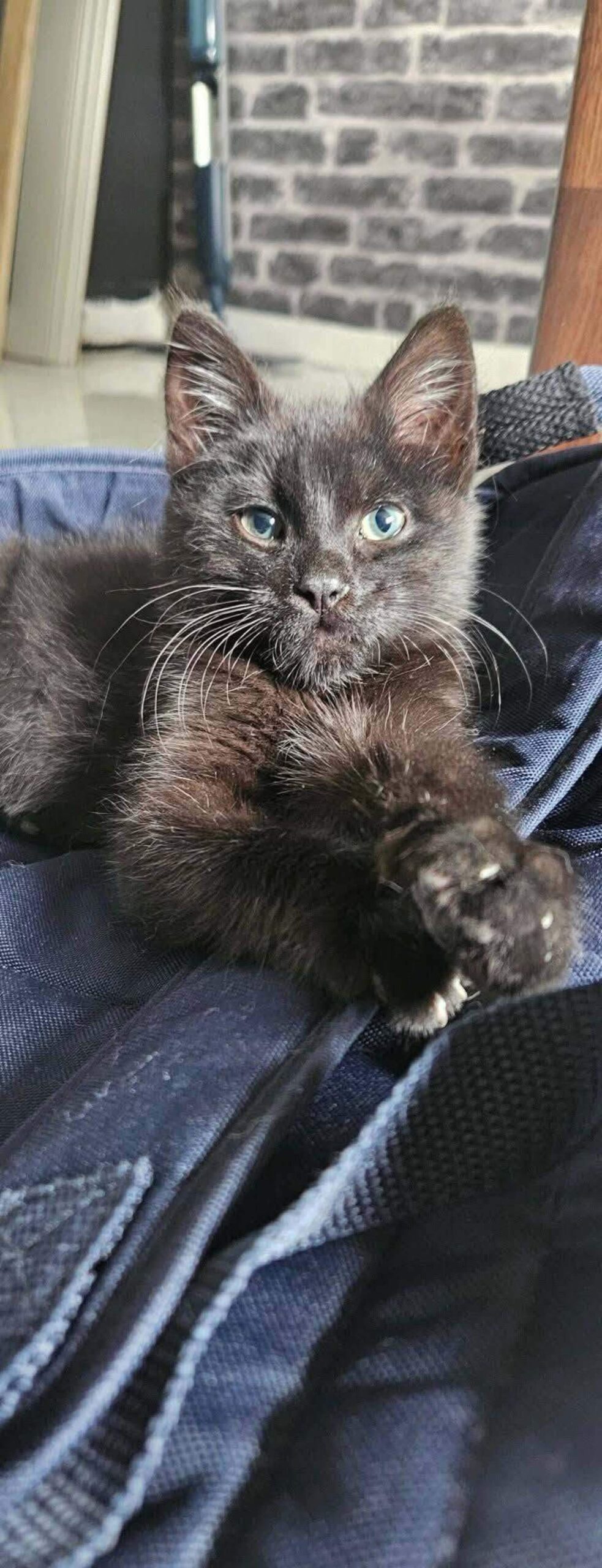 Kitten takes unexpected trip from Drogheda to Mullingar in delivery van