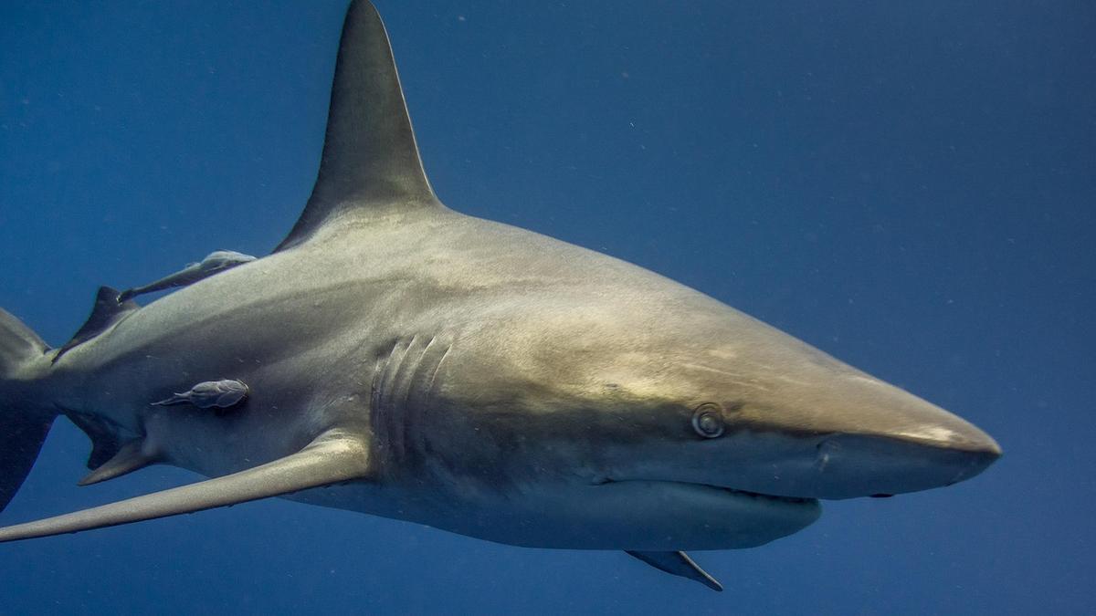 Knowing more about sharks linked to less fear and more conversation, Adelaide University research reveals