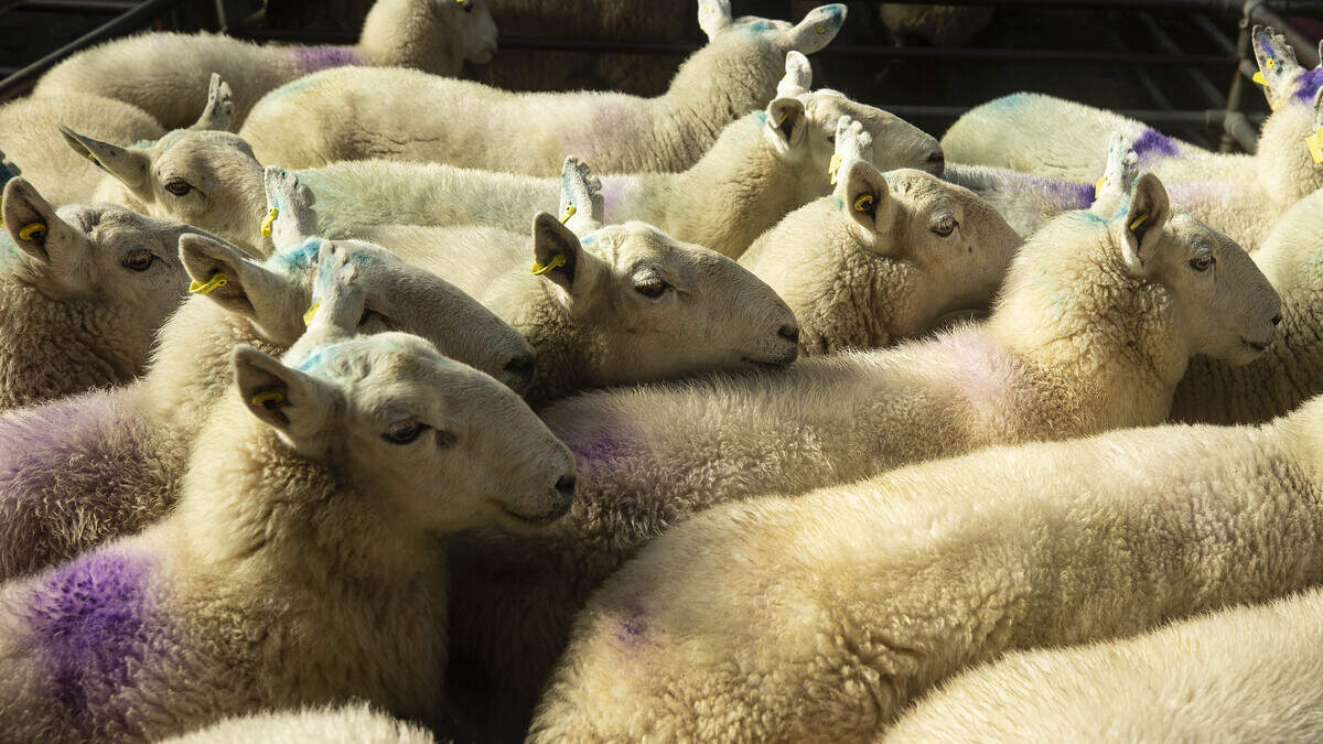 Lamb prices hold firm despite higher sheep throughput