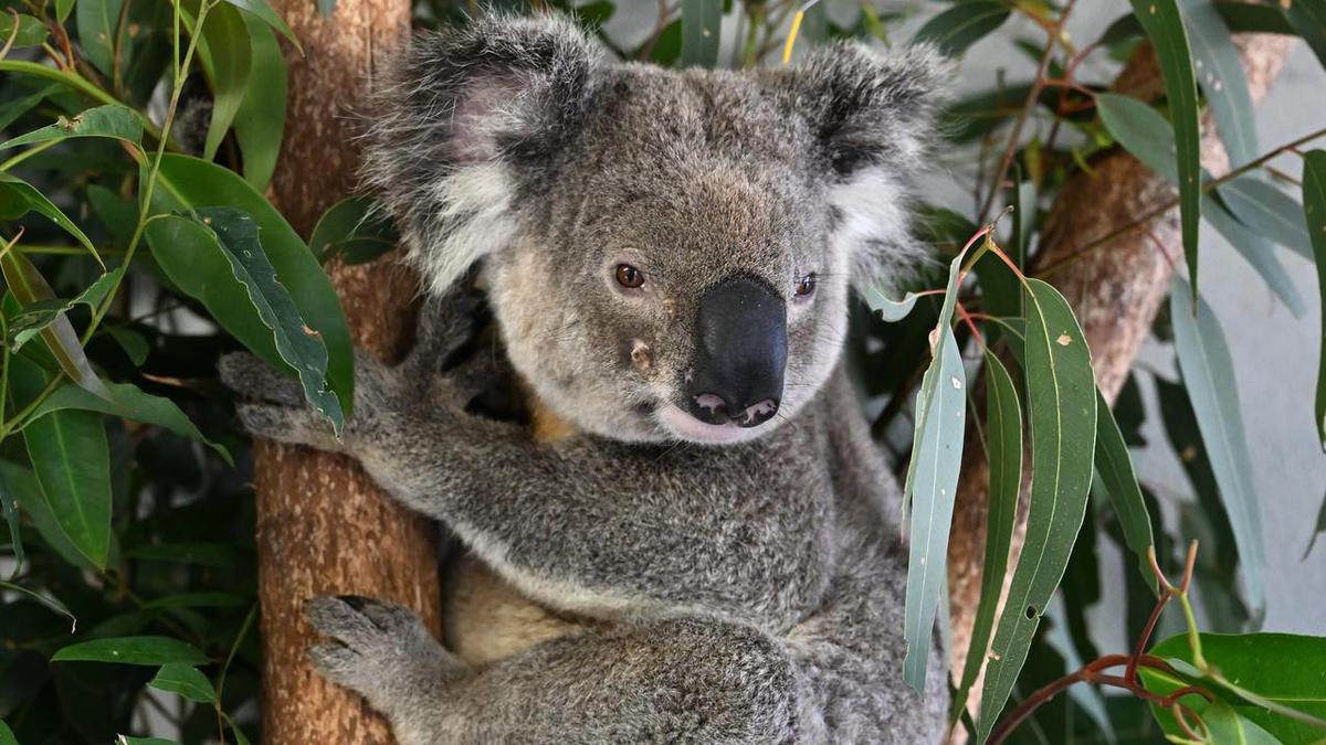 Longer wait for Koala Park ahead of carbon credits vote