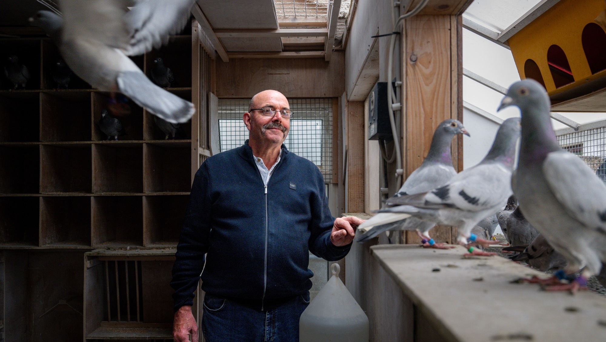 Lost racing pigeons: Cork fancier Ger O’Sullivan on rescuing birds from Taiwan and Romania