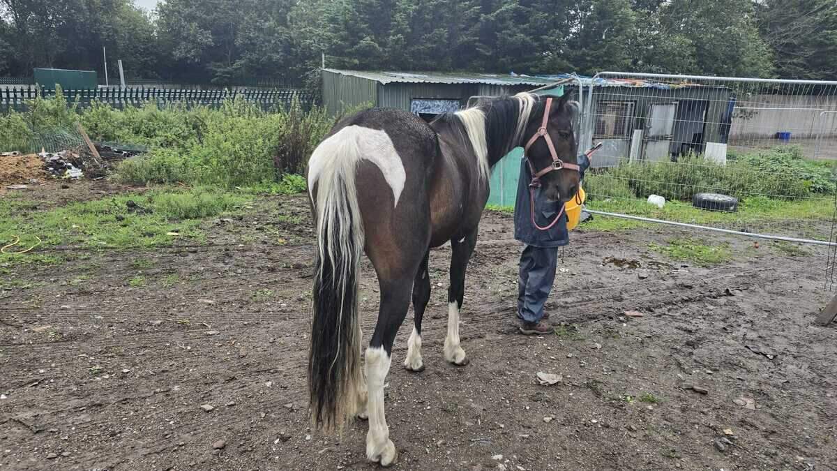 Male (20s) arrested as Cork gardaí seize cash, drugs, weapons and animals after early morning raid