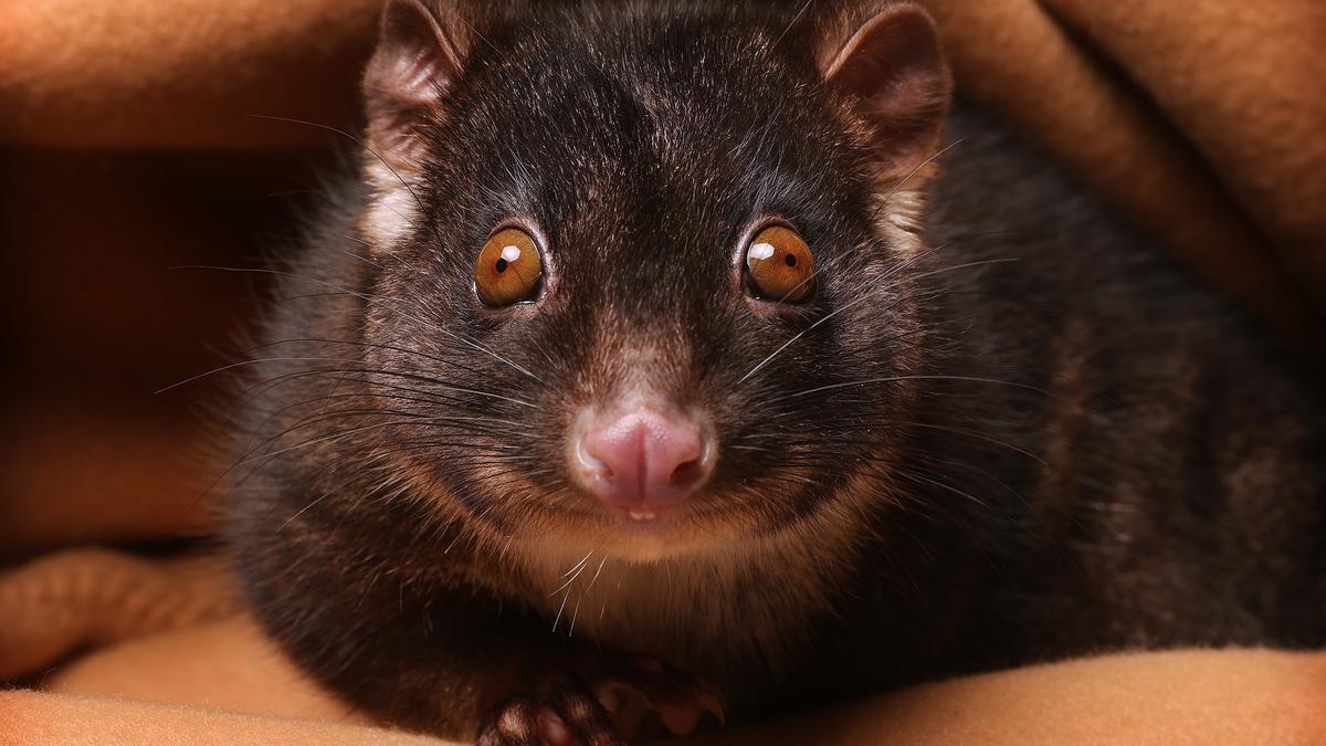 Margaret River to host WA’s first regional wildlife hospital with $1.5 million of funding announced